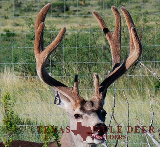 Muledeer Breeder Buck 1VT7 - Black 38