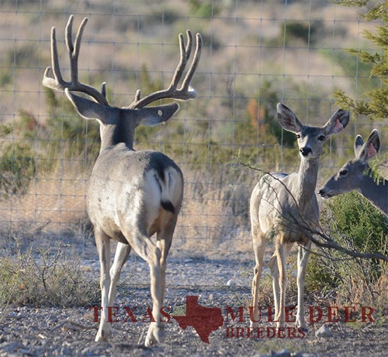 Muledeer Breeder Buck 1VT9-Yellow 77