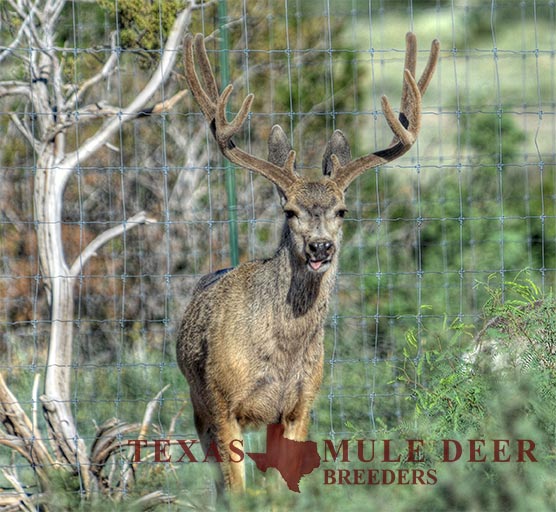 Muledeer Breeder Buck Big Bend