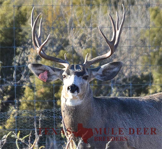 Muledeer Breeder Buck Cathedral