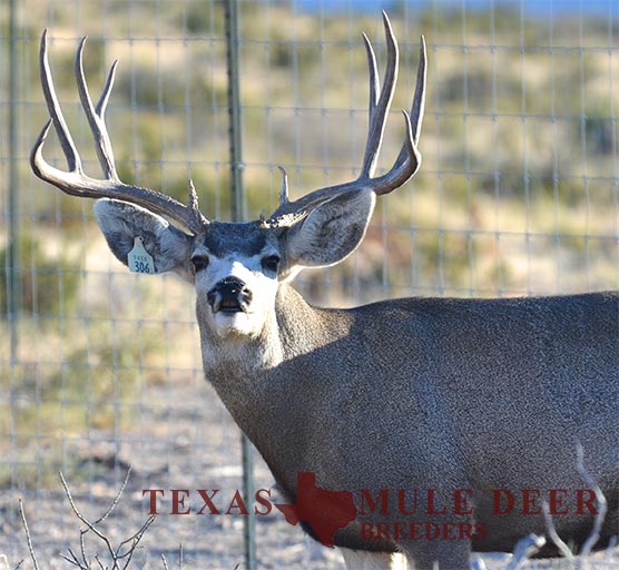 Muledeer Breeder Buck Chinati