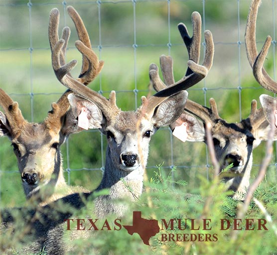 Muledeer Breeder Buck Chisos