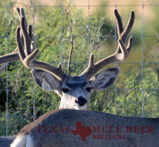 Muledeer Breeder Buck Horse Thief