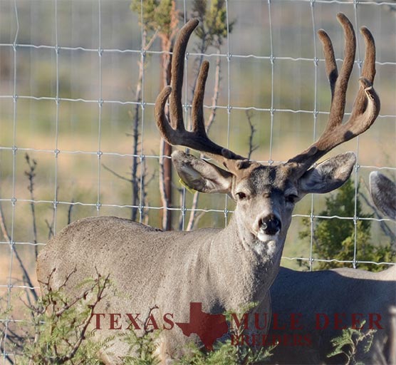 Muledeer Breeder Buck Ol Blue