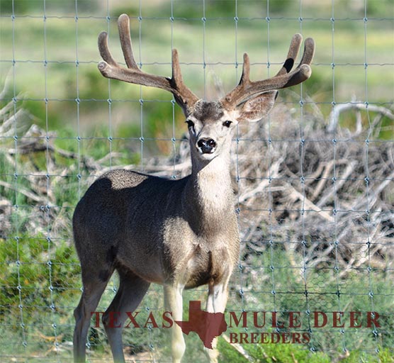 Muledeer Breeder Buck Saw Tooth