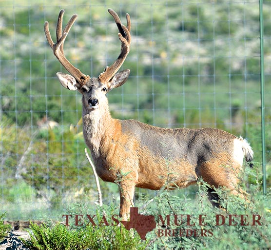 Muledeer Breeder Buck Spanky